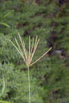 Saltmarsh fingergrass